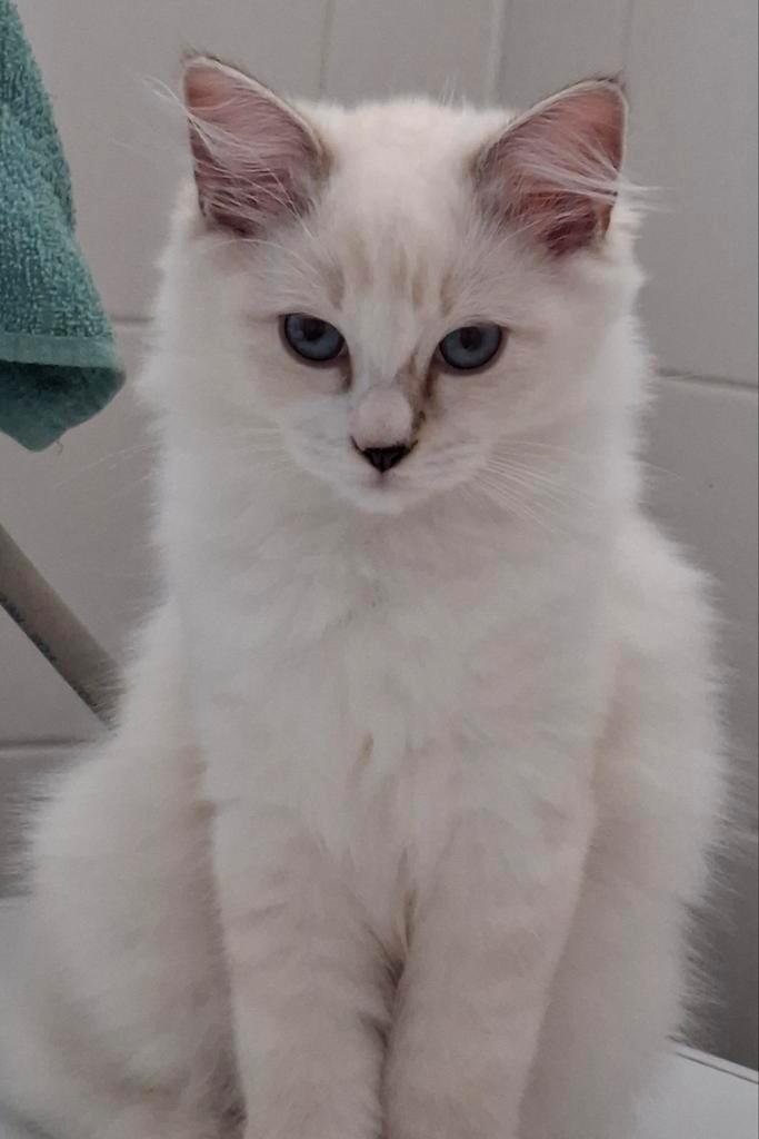 Ragdoll kitten 1 kater 2 x geënt 4 maanden oud., Dieren en Toebehoren, Katten en Kittens | Raskatten | Langhaar, Poes, 0 tot 2 jaar