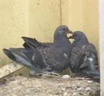 Ik ben zoek naar zo leeftijd of iets ouder van dit postduive, Meerdere dieren