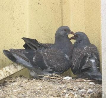 Ik ben zoek naar zo leeftijd of iets ouder van dit postduive beschikbaar voor biedingen