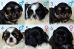 shih tzu pups, Overige rassen, CDV (hondenziekte), 8 tot 15 weken, Meerdere