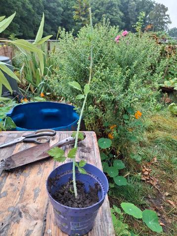 Uit de biologische moestuin: Dauwbraam, stek. beschikbaar voor biedingen