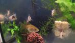 Baby sluierstaart vissen, Vis, Zoetwatervis
