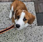 Lieve beagle kruising pup 5mnd, Dieren en Toebehoren, Honden | Niet-rashonden, CDV (hondenziekte), Particulier, Middel, Reu