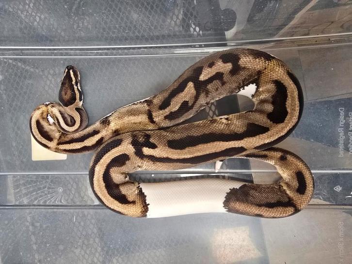 Prachtige piebald 2023, Dieren en Toebehoren, Reptielen en Amfibieën, Hagedis, 0 tot 2 jaar