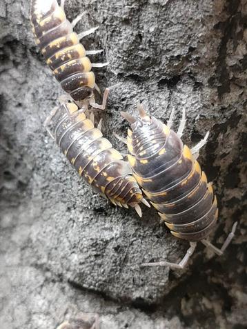 Porcellio ornatus yellow € 1,25 beschikbaar voor biedingen