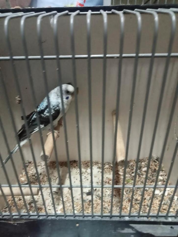 Koppels blackwing, Dieren en Toebehoren, Vogels | Parkieten en Papegaaien, Parkiet, Meerdere dieren