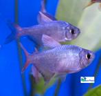Colombiaanse Tetra "Red + Blue", Vis, Zoetwatervis, Schoolvis