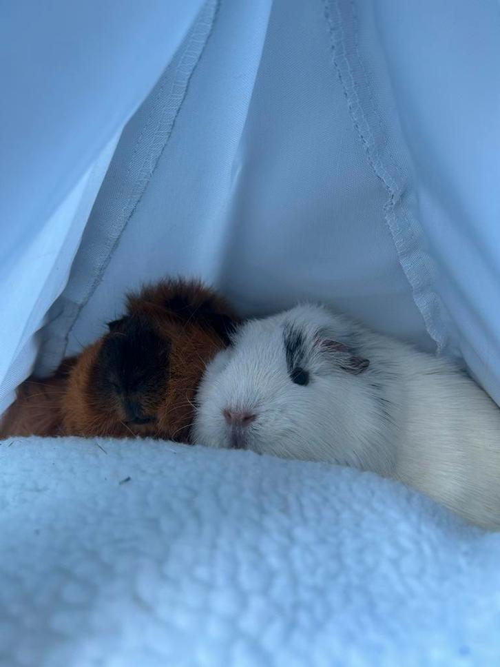 2 Lieve cavia zeugjes, Dieren en Toebehoren, Knaagdieren, Vrouwelijk, Cavia, December, Tam