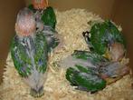 Jonge tamme Roestkop-caique-papegaai., Dieren en Toebehoren, Vogels | Parkieten en Papegaaien, Geslacht onbekend, Papegaai, Geringd