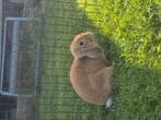 Hangoor konijntje, Dieren en Toebehoren, Knaagdieren, Mei, Mannelijk