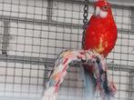 Te koop bonte rosella's, Dieren en Toebehoren, Vogels | Parkieten en Papegaaien, Meerdere dieren, Parkiet, Geringd