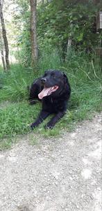 Zwarte labrador kruising Friese stabij, Dieren en Toebehoren, Honden | Retrievers, Spaniëls en Waterhonden, 6 jaar of ouder, Reu