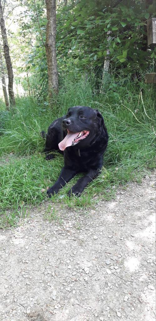Zwarte labrador kruising Friese stabij, Dieren en Toebehoren, Honden | Retrievers, Spaniëls en Waterhonden, Reu, Labrador retriever