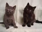 Britse korthaar langhaar kruising kittens mogen verhuizen, Dieren en Toebehoren, Katten en Kittens | Overige Katten, Meerdere dieren