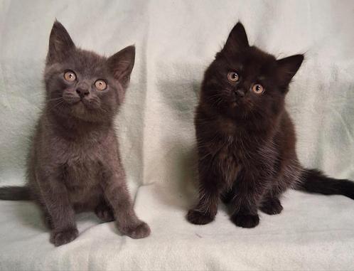 Britse korthaar langhaar kruising kittens mogen verhuizen, Dieren en Toebehoren, Katten en Kittens | Overige Katten, Langharig
