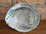 (40) Abalone schelp Haliotis pulcherrima of zeeoor genoemd, Verzenden, Schelp(en)