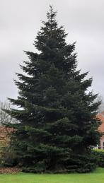 Nordmann kerstboom, Ophalen, Bloeit niet, Volle zon, Overige soorten