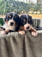 Berner/sennen pups (teefje), Dieren en Toebehoren, Parvo, Meerdere dieren, Eén hond, Nederland