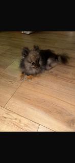 Lieve meisjes Pomperiaantjes zoeken 4ever home, Dieren en Toebehoren, Honden | Chihuahua's en Gezelschapshonden, Overige rassen