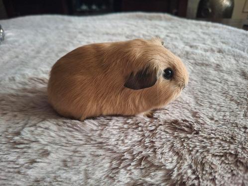 3 mooie california beren, Dieren en Toebehoren, Knaagdieren, Mannelijk, Cavia, Juli, Tam