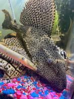 Sailfin Pleco (Pterygoplichthys gibbiceps) – L165 / L083, Vis