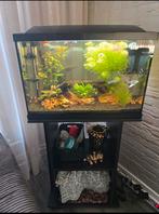 complete superfish 60 aquarium, Dieren en Toebehoren, Vissen | Aquaria en Toebehoren, Ophalen, Zo goed als nieuw, Gevuld zoetwateraquarium