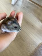 Tamme  hamster, Dieren en Toebehoren, Knaagdieren, Mannelijk, Hamster, Tam