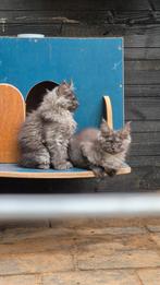 Maine coon SMOKE kittens met stamboom uit geteste ouders!, Dieren en Toebehoren, Katten en Kittens | Raskatten | Langhaar, Meerdere dieren