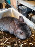 Dwerg voedster konijn, Vrouwelijk, Dwerg