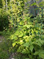Framboos herfstframbozen planten, Ophalen, Overige soorten, Struik, Minder dan 100 cm