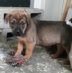 Kruising rottweiler x boerboel, Dieren en Toebehoren, Honden | Niet-rashonden, België, Particulier, CDV (hondenziekte), 8 tot 15 weken