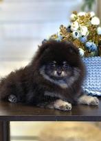 Pomeriaan pups met stamboom, Particulier, 15 weken tot 1 jaar, Buitenland, Meerdere