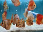 Discus Blue Turquoise, Symphysodon Discus Blue Turquoise, Dieren en Toebehoren, Vis, Zoetwatervis