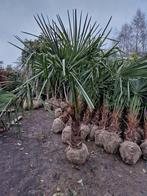 Goedkope Trachycarpus Fortunei Palmbomen, Bloeit niet, Ophalen of Verzenden, 100 tot 250 cm, Palmboom