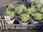 Grote lavendel hitcote planten in 2 liter potten, Tuin en Terras, Planten | Tuinplanten, Ophalen, Zomer, Overige soorten, Volle zon