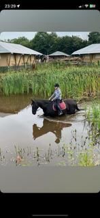Verzorgpony/paard/lease gezocht, Dieren en Toebehoren, Ophalen of Verzenden, Zo goed als nieuw