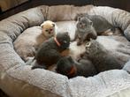 Britse Korthaar kittens zoeken gouden mandje, Dieren en Toebehoren, Kater, Gechipt, 0 tot 2 jaar