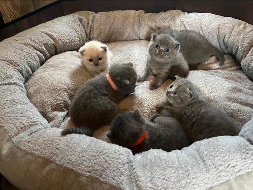 Britse Korthaar kittens zoeken gouden mandje, Dieren en Toebehoren, Katten en Kittens | Raskatten | Korthaar, Kater, 0 tot 2 jaar