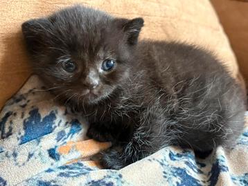 Kittens te koop! 75% britse korthaar beschikbaar voor biedingen