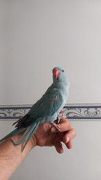 Halsbandparkit, Dieren en Toebehoren, Vogels | Parkieten en Papegaaien, Meerdere dieren, Parkiet