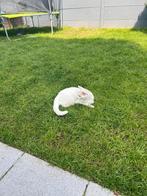 Poes zoekt nieuw huisje, Dieren en Toebehoren, Katten en Kittens | Overige Katten, Poes, Kortharig, 3 tot 5 jaar