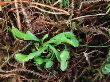 Venus Vliegenvanger - Dionaea muscipula - Venus flytrap beschikbaar voor biedingen