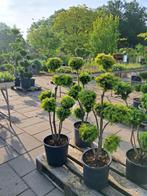 Taxus Wintergold multibol vormsnoei 100+ cm hoog, Bloeit niet, Overige soorten, 100 tot 250 cm, Ophalen
