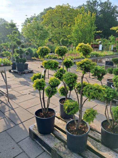 Taxus Wintergold multibol vormsnoei 100+ cm hoog, Tuin en Terras, Planten | Bomen, Overige soorten, 100 tot 250 cm, Volle zon
