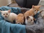 Te koop: kitten kittens Ragdoll kruising, Dieren en Toebehoren, Katten en Kittens | Overige Katten, Meerdere dieren