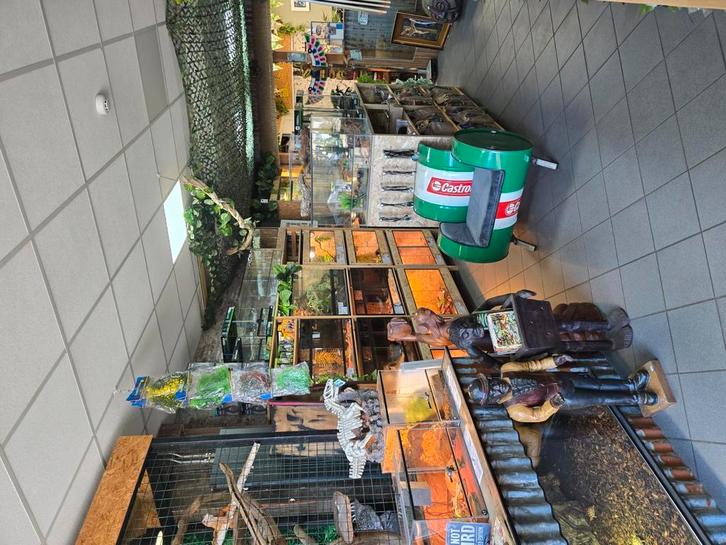 Reptielen-Amfibieën-terrariums-voedseldieren en meer!, Dieren en Toebehoren, Reptielen en Amfibieën, Hagedis, 0 tot 2 jaar