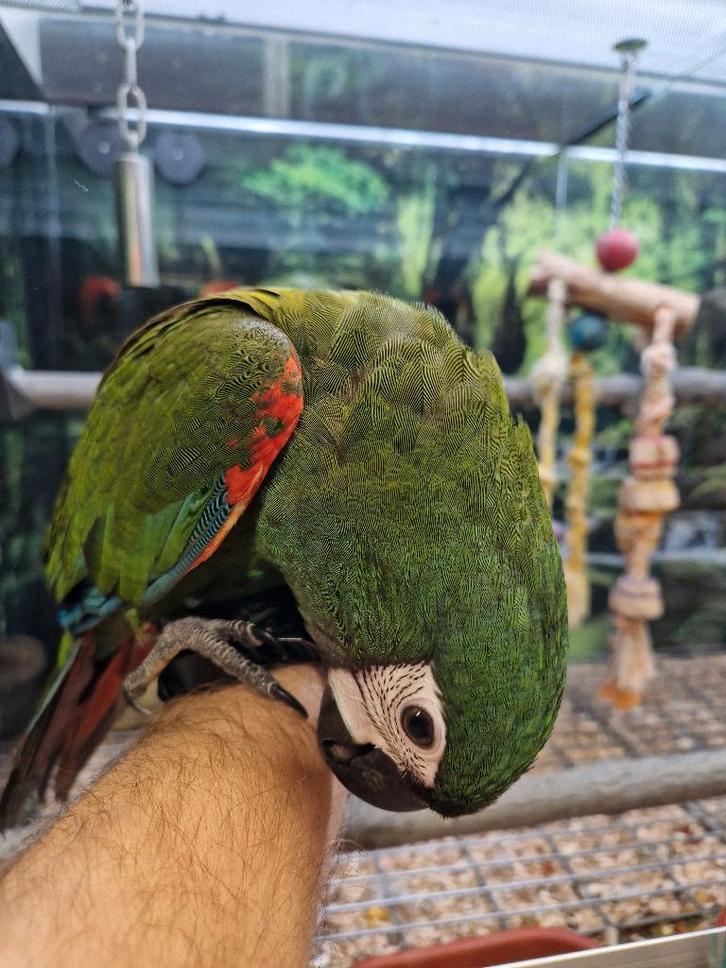tamme ara severa, Dieren en Toebehoren, Vogels | Parkieten en Papegaaien, Papegaai, Mannelijk, Tam, Geringd