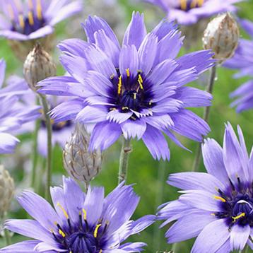 Zaden Catanache caeruleum Major beschikbaar voor biedingen