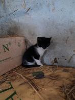 Lieve jonge poesjes, Dieren en Toebehoren, Katten en Kittens | Overige Katten, Meerdere dieren, Kortharig, 0 tot 2 jaar