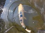 12 koi karpers in 1 koop, Dieren en Toebehoren, Vissen | Vijvervissen, Karper of Koi